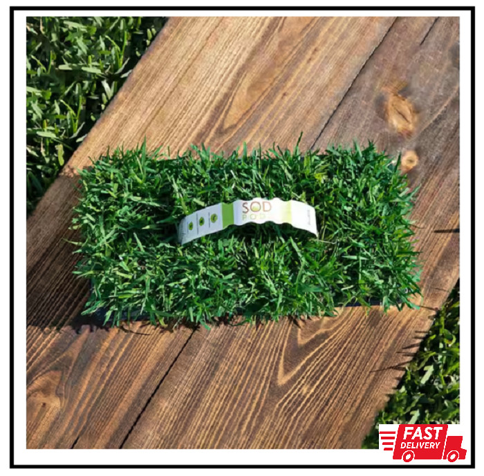 Zoysia Grass Plugs (32-Count) Natural with Fully Established Root System Fresh