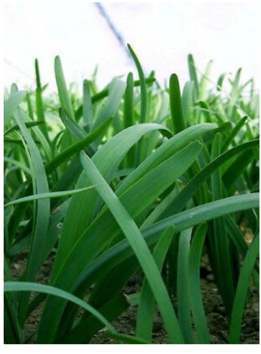 30+ GARLIC CHIVE  ROOTS (Chinese leeks roots),NOT seeds, organic, non-GMO