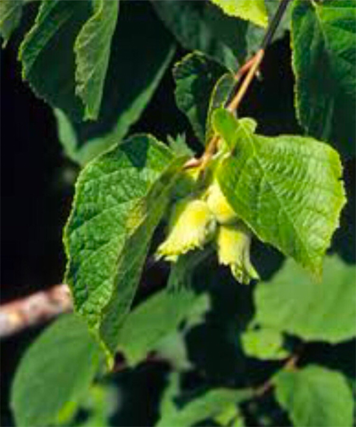 8-12” tall Hazelnut plant (Corylus Americana) 1-2 years old