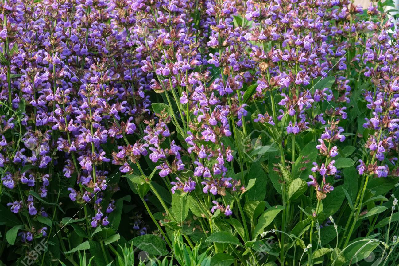100+ Broadleaf Sage Seeds Heirloom NON-GMO, Always Fresh Seeds for Your Garden