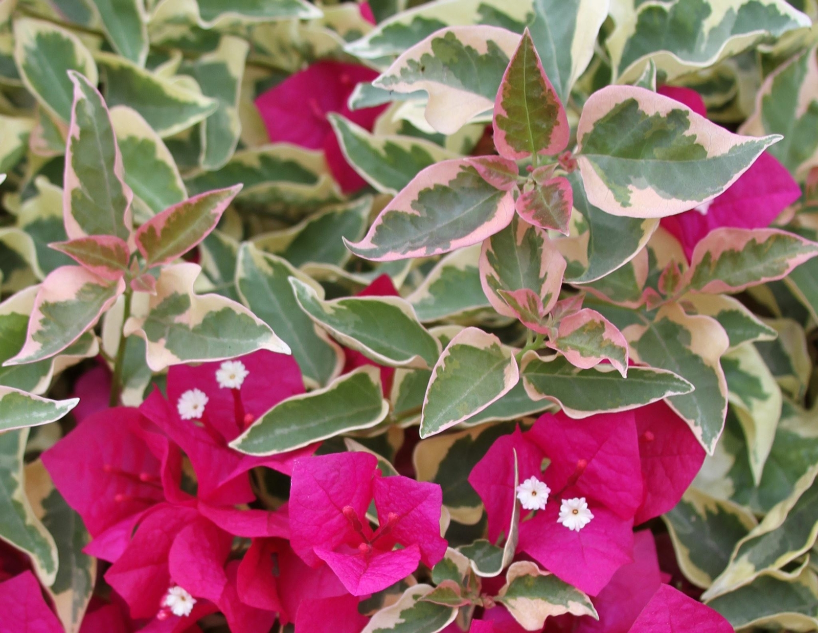 Bougainvillea – ‘Raspberry Ice’
