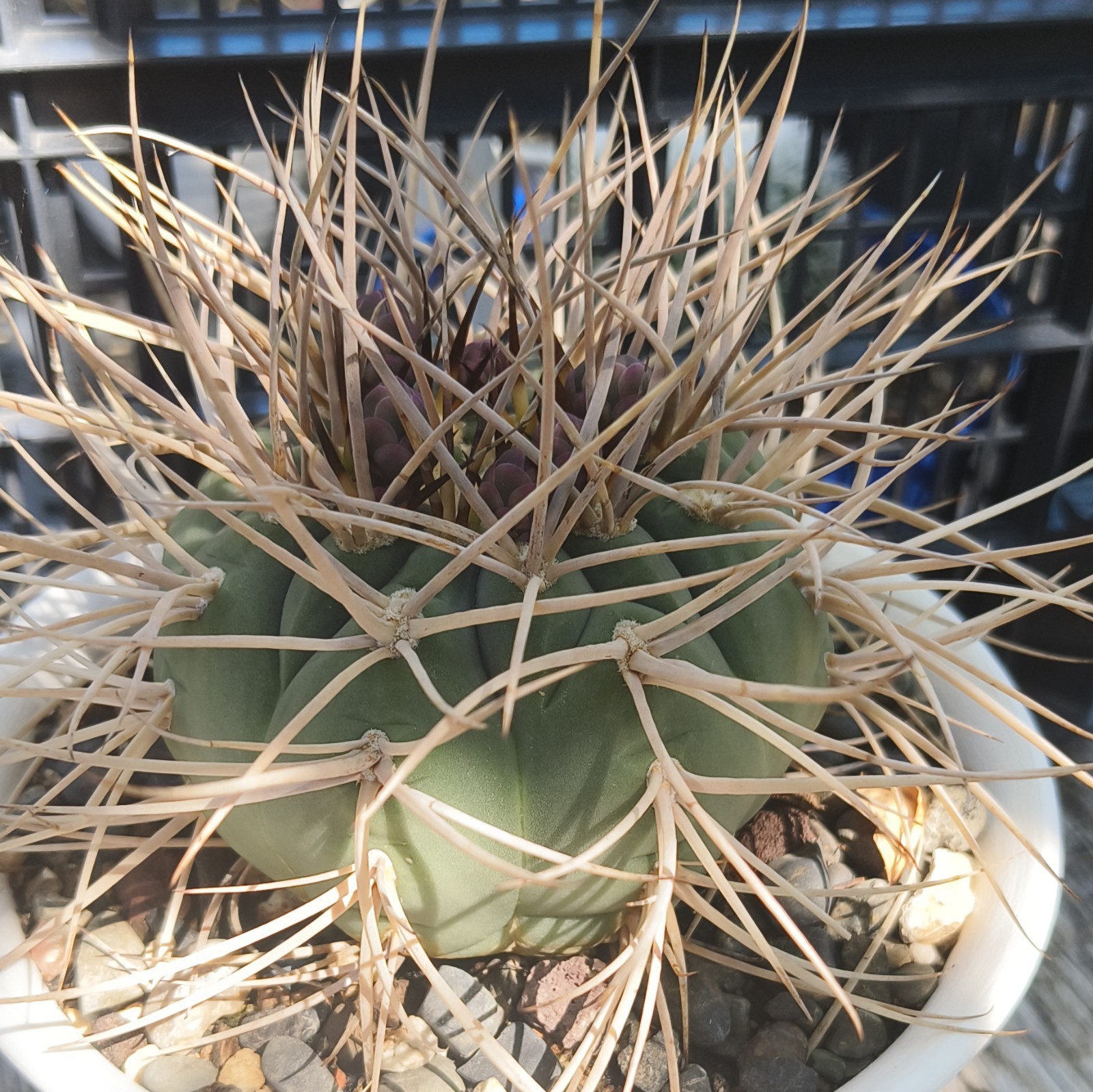 Potted Green Cactus Plant w/ Long Spines (Thorns) in White Pot, 1 Pack