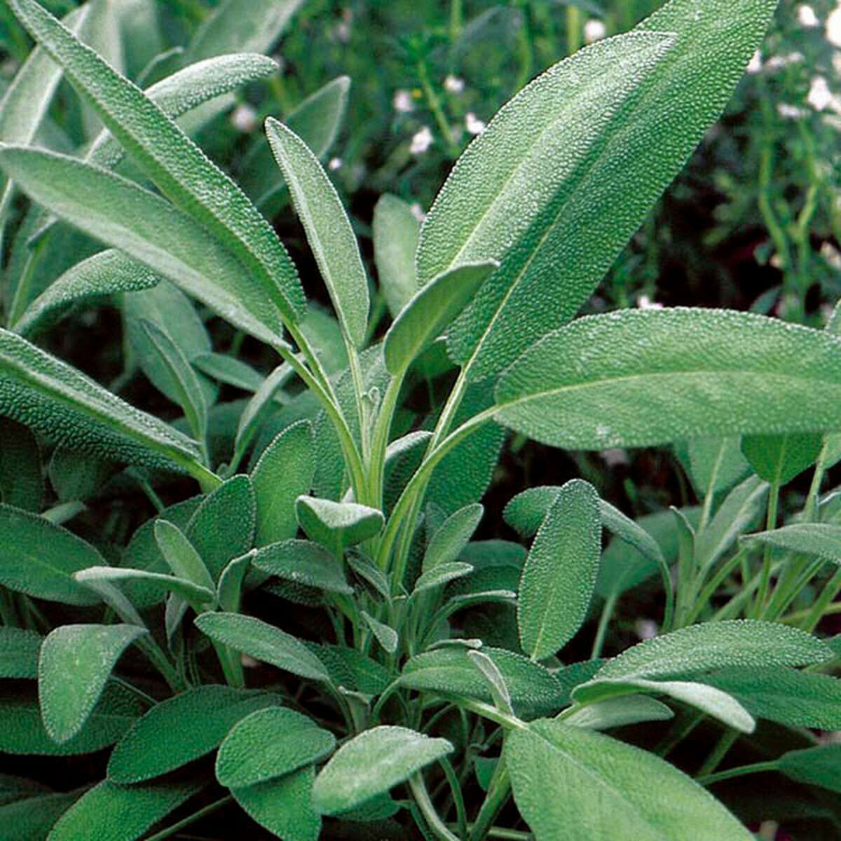 50 SAGE BROADLEAF SEEDS NON-GMO FRESH GARDEN HARVEST