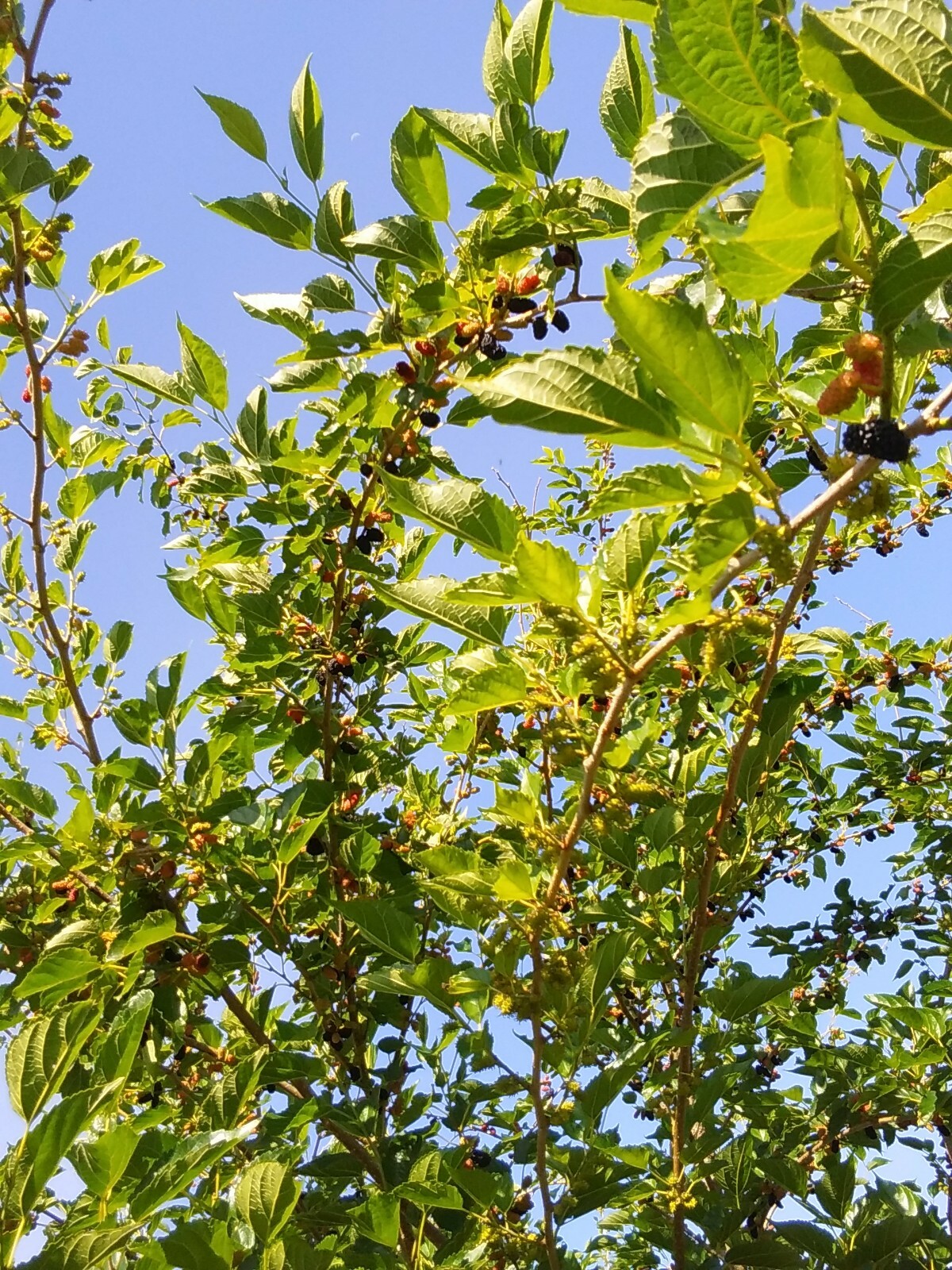 2 Live Rooted Red Black Mulberry Tree 10-14″Organic Fruit & Leaves Edible