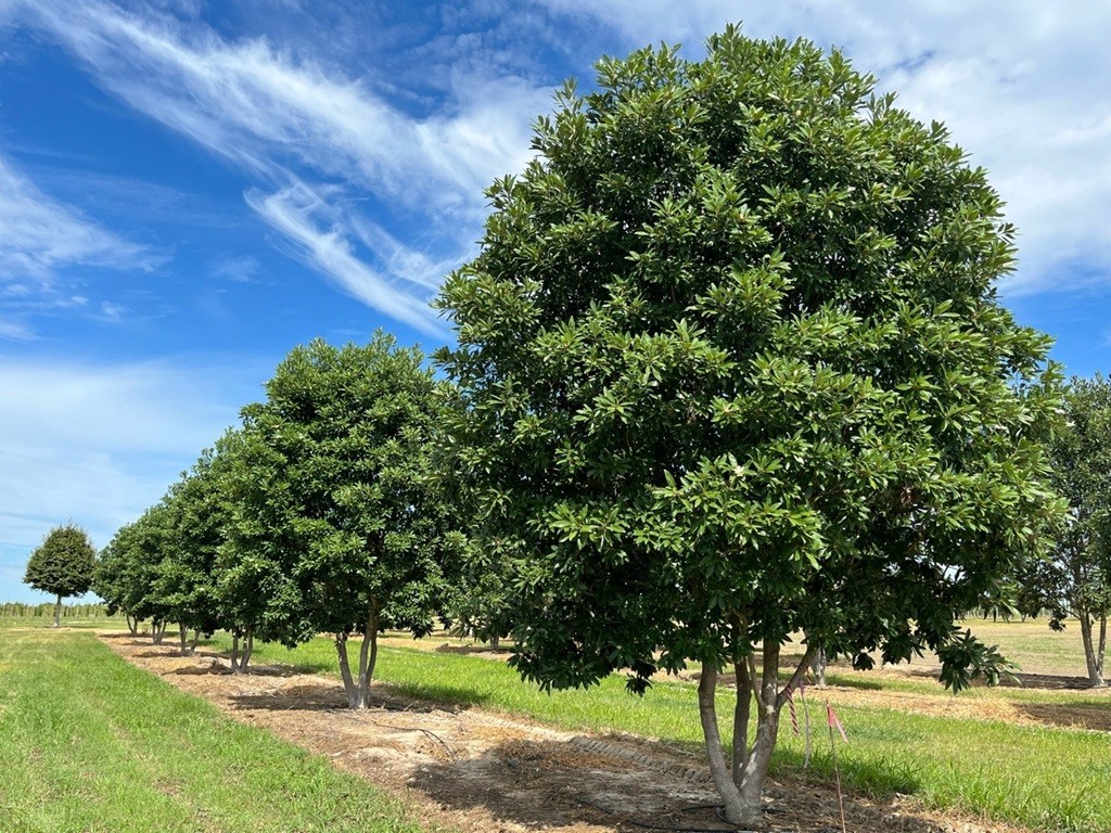 Live Evergreen Sweetbay Magnolia Tree Well Rooted 1-3yo 10-30″+tall Plant