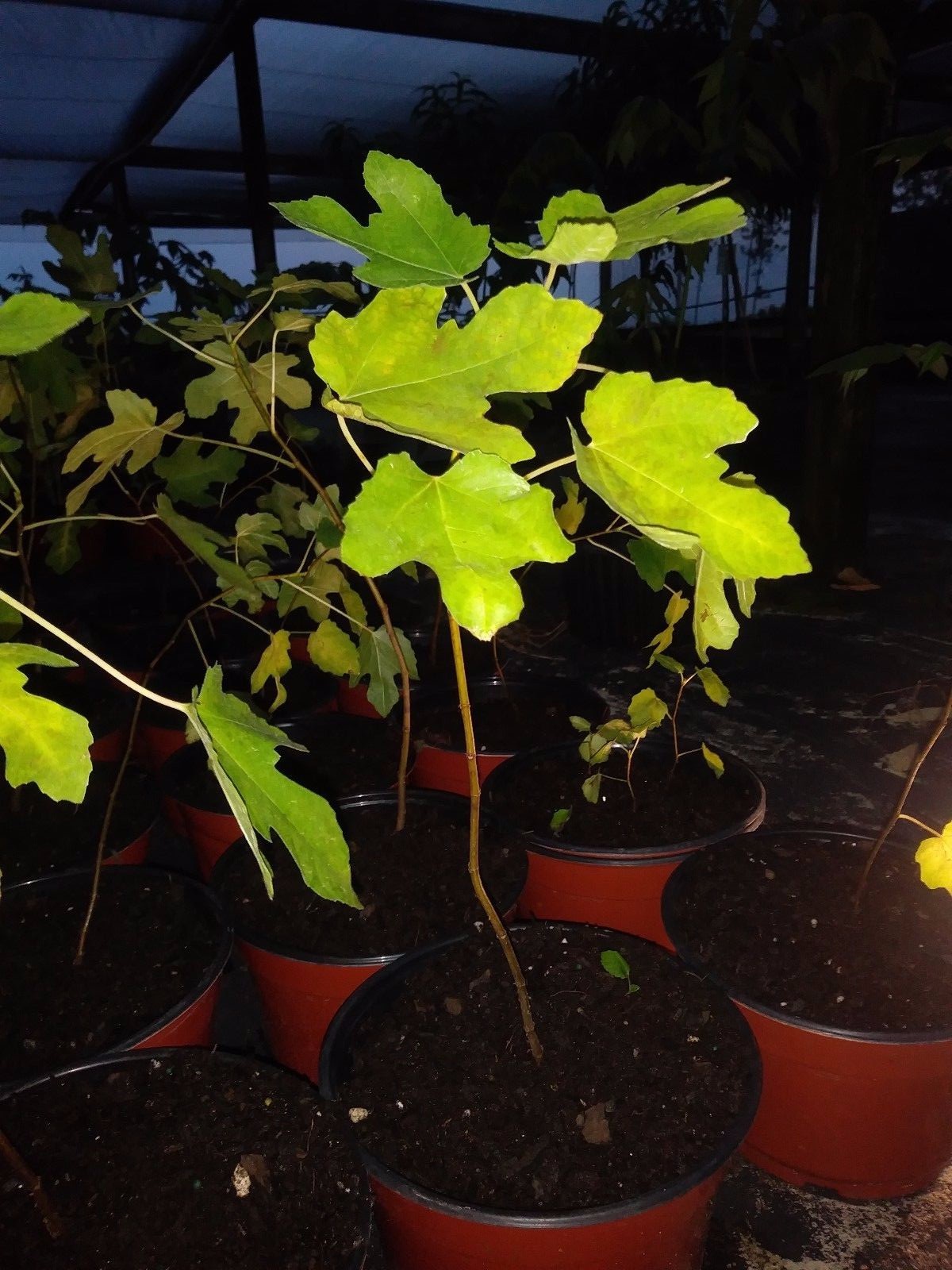 Ficus “Black Mission” Fig Tree plant cold hardy 2 plants free shipping SPECIAL