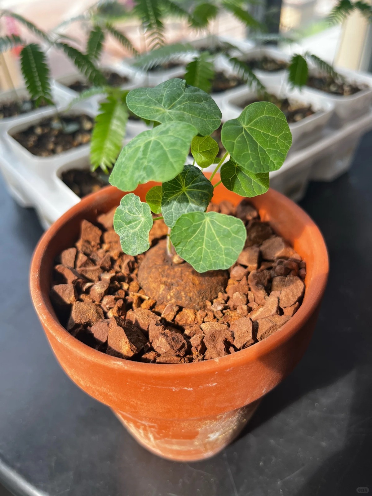 1 Stephania Pierrei Live Bulb, Climbing Plant for Home Decor（only bulb)