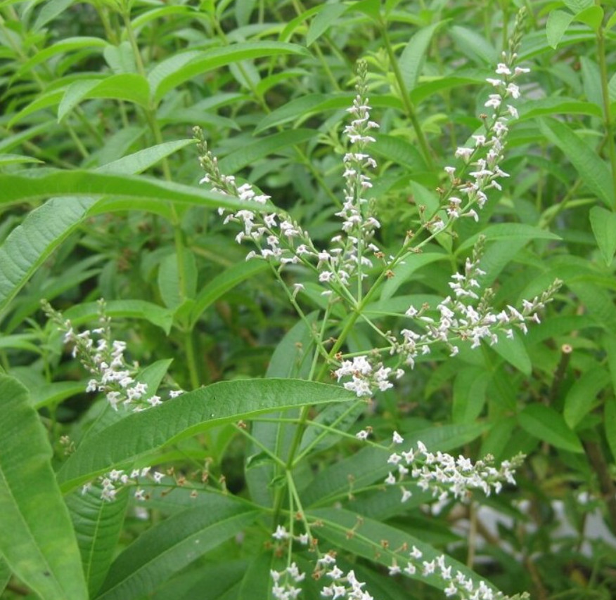 Lemon Verbena – Aromatic Culinary – 1 Live Plant – 4in Pot – Ships Without Pot