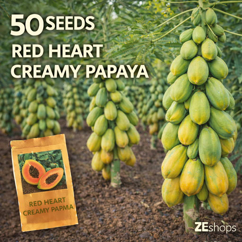 50 Red Heart Creamy Papaya Seeds Tropical Sweet Fruit Tree