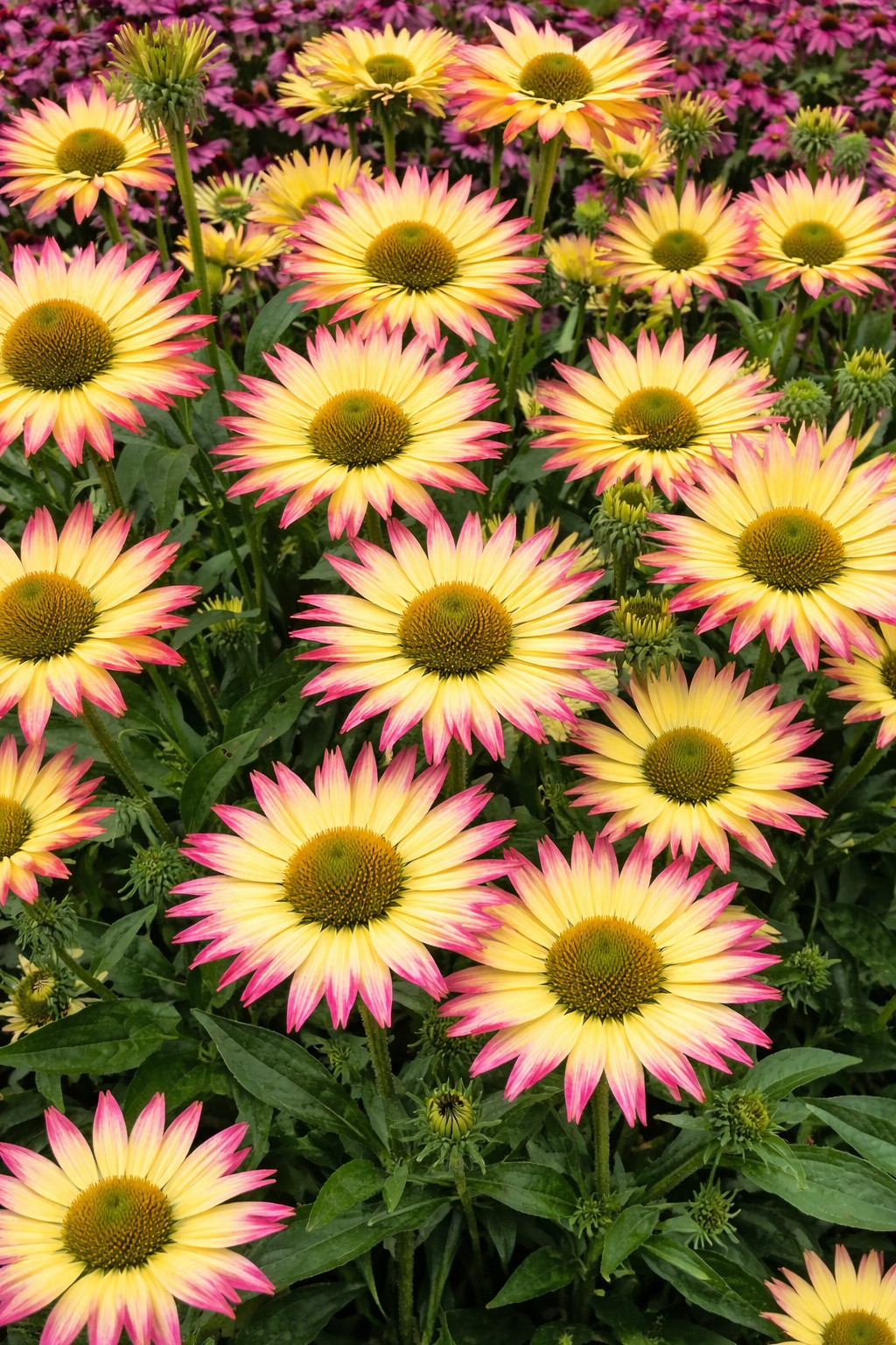 50 Pink Yellow Coneflower Seeds Echinacea Perennial Seed Flowers US SELLER