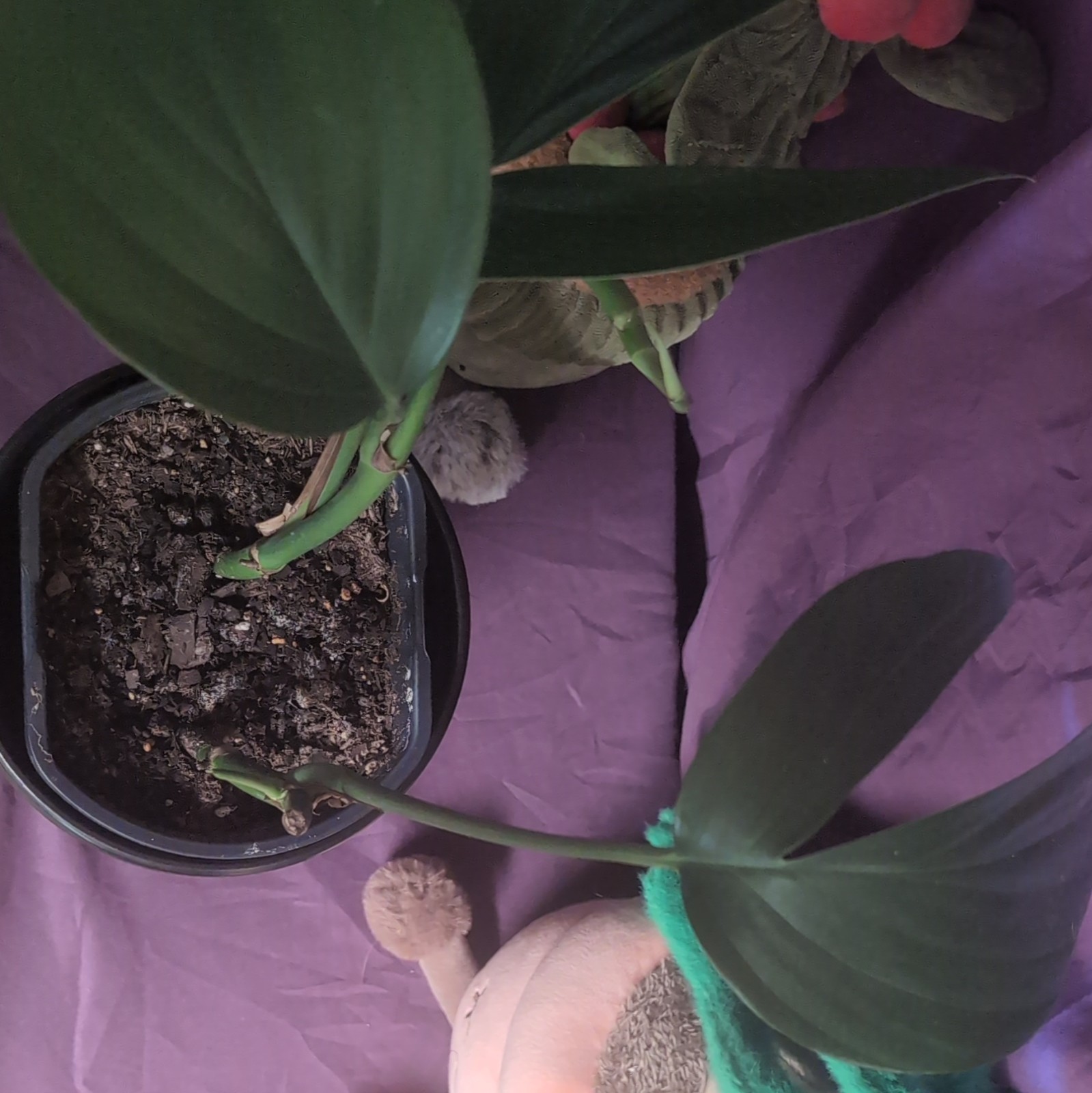 Rhaphidophora Decursiva Dragon Tail Potted Indoor Climbing Houseplant Tropical