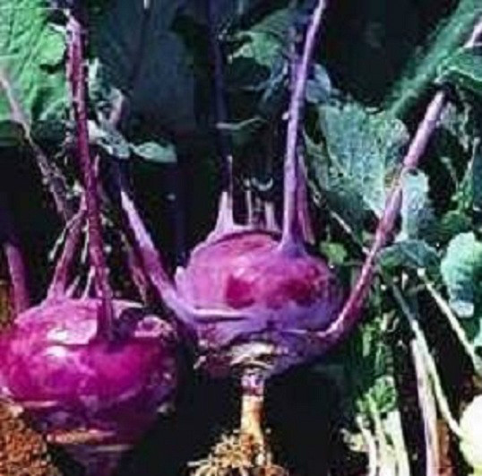 2,000 Seeds Purple Vienna Kohlrabi Seeds 60 Days