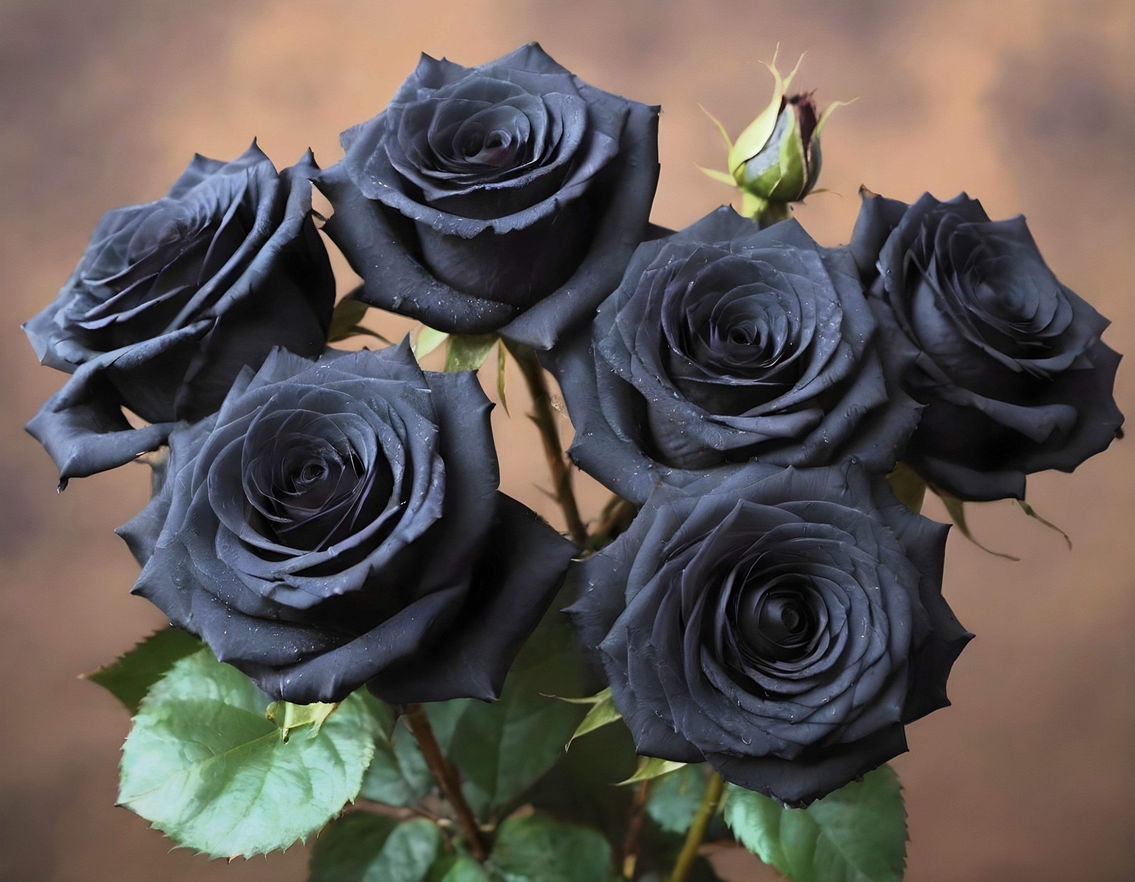 5 BLACK ROSE Rosa Bush Shrub Perennial Flower Seeds *Flat S/H
