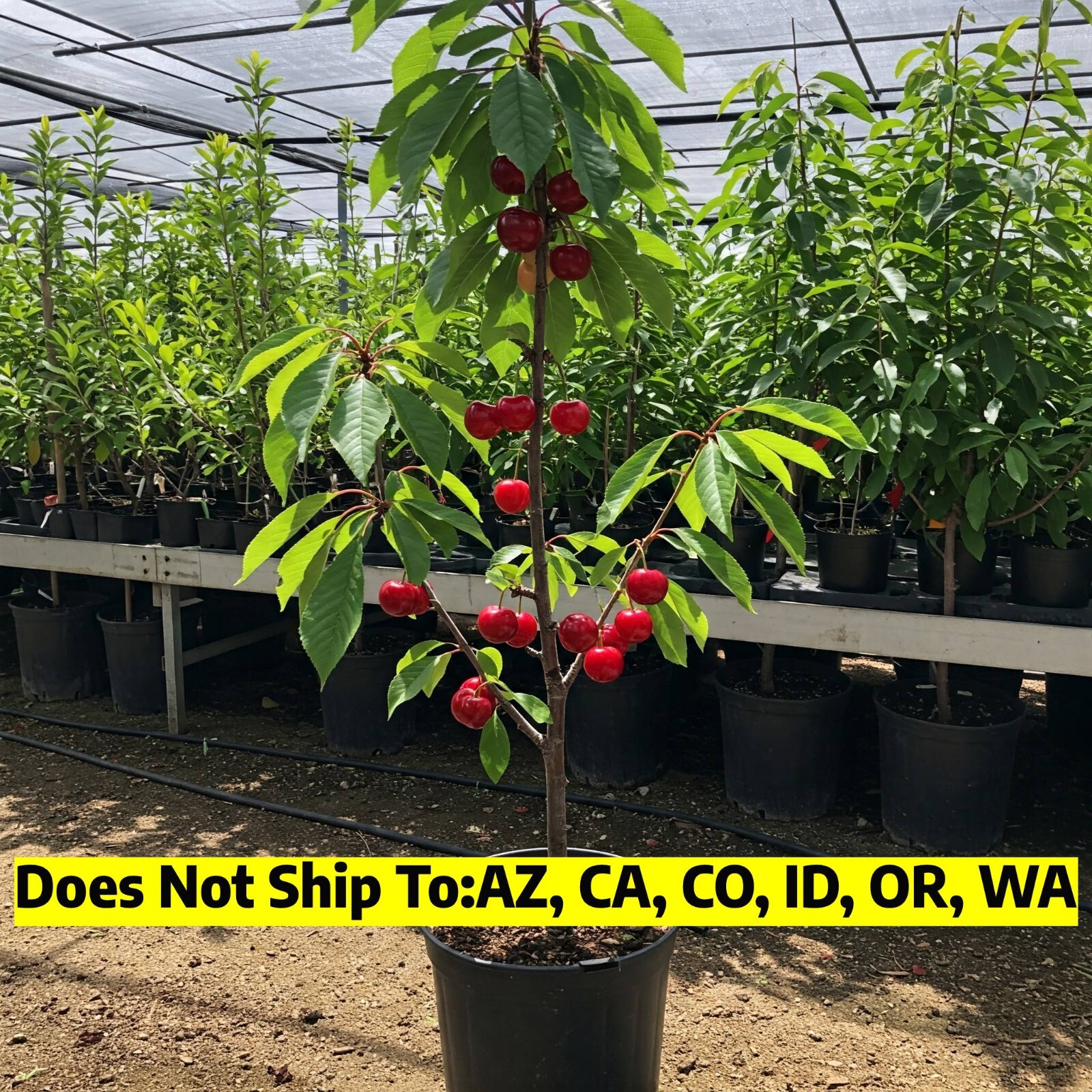 North Star Dwarf Cherry Tree Live Plant Self-Fertile Sour Tart Fruit 4-5 Ft Tall