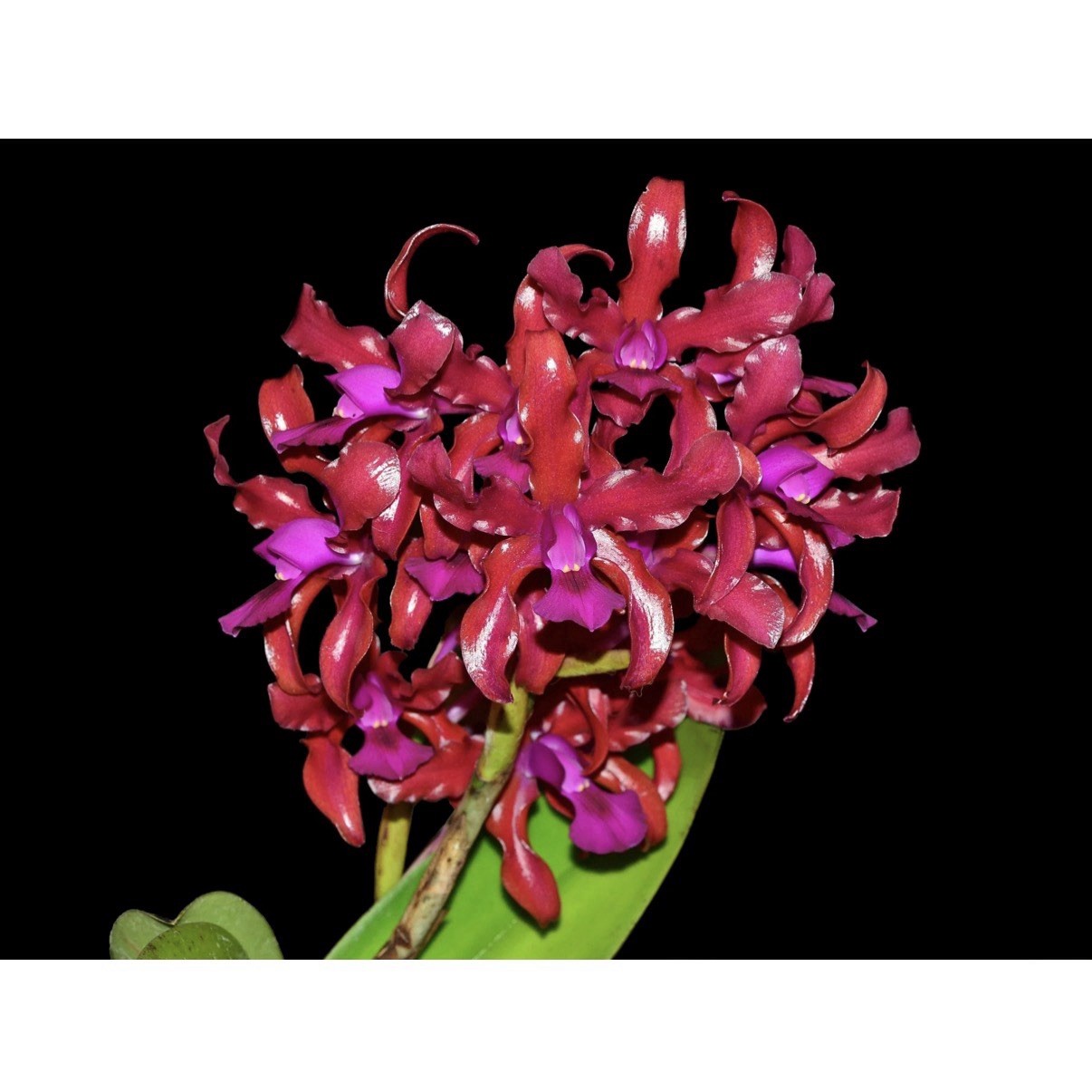 Lc. Mi Morena Raspberry Purple Red Shiny Flowers Orchid Hybrid 4.5” Pot