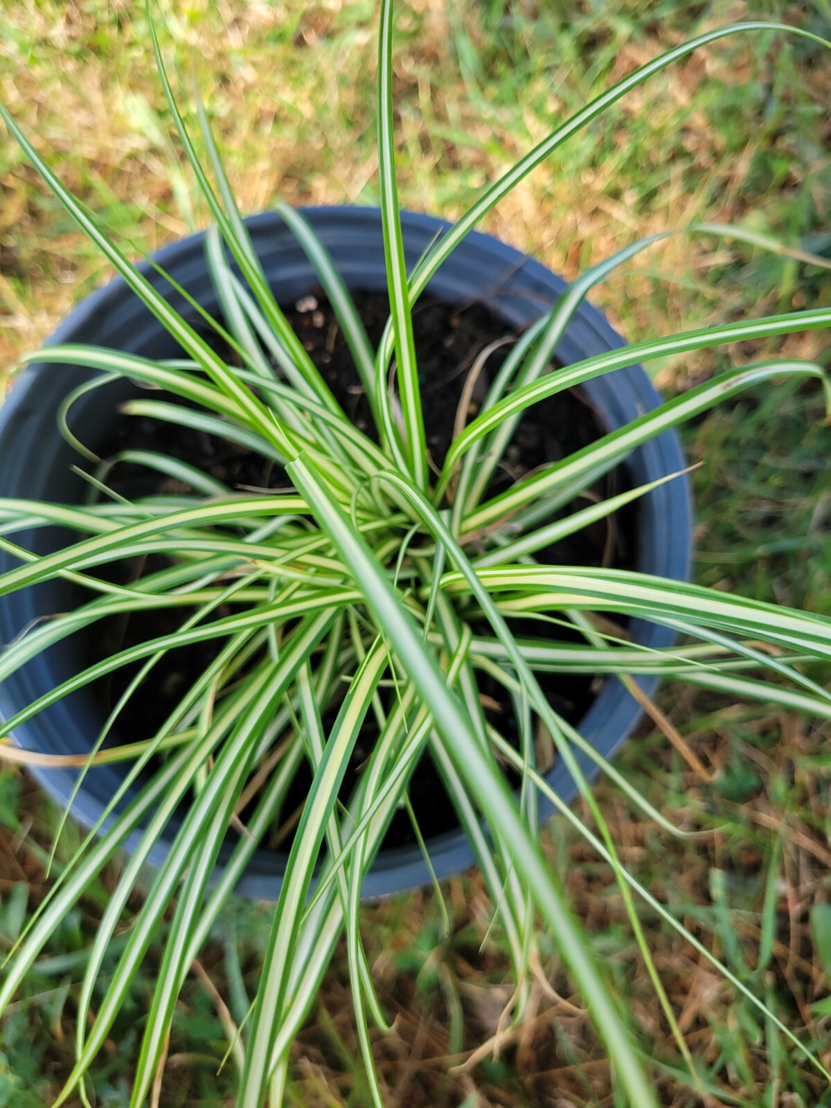 Variegated Sedge Grass Carex Evergold Excellent With Burgundy Plants