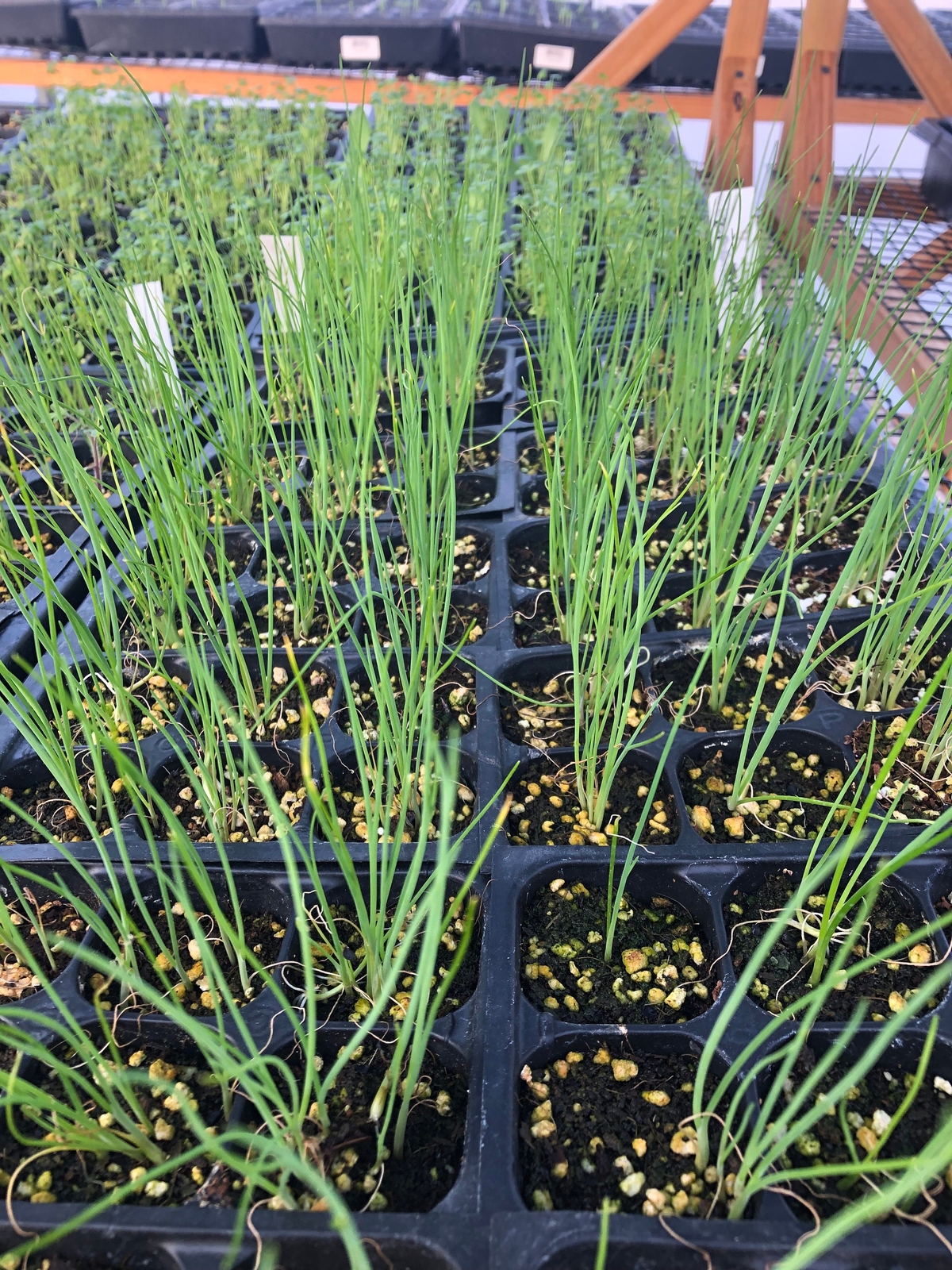 Chive Live Plants – Seedlings/Plugs- 4″- 5″ tall – 40-60 days old.
