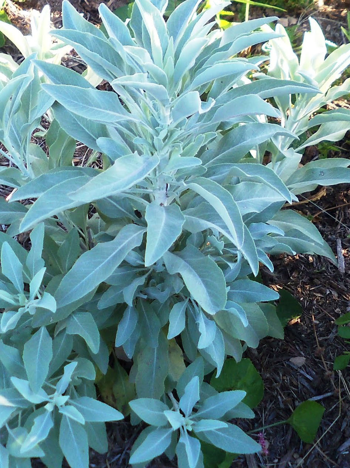 125+ White Sage SEEDS / Indian Herb/ grow your own!! Salvia Apiana Packed 2026