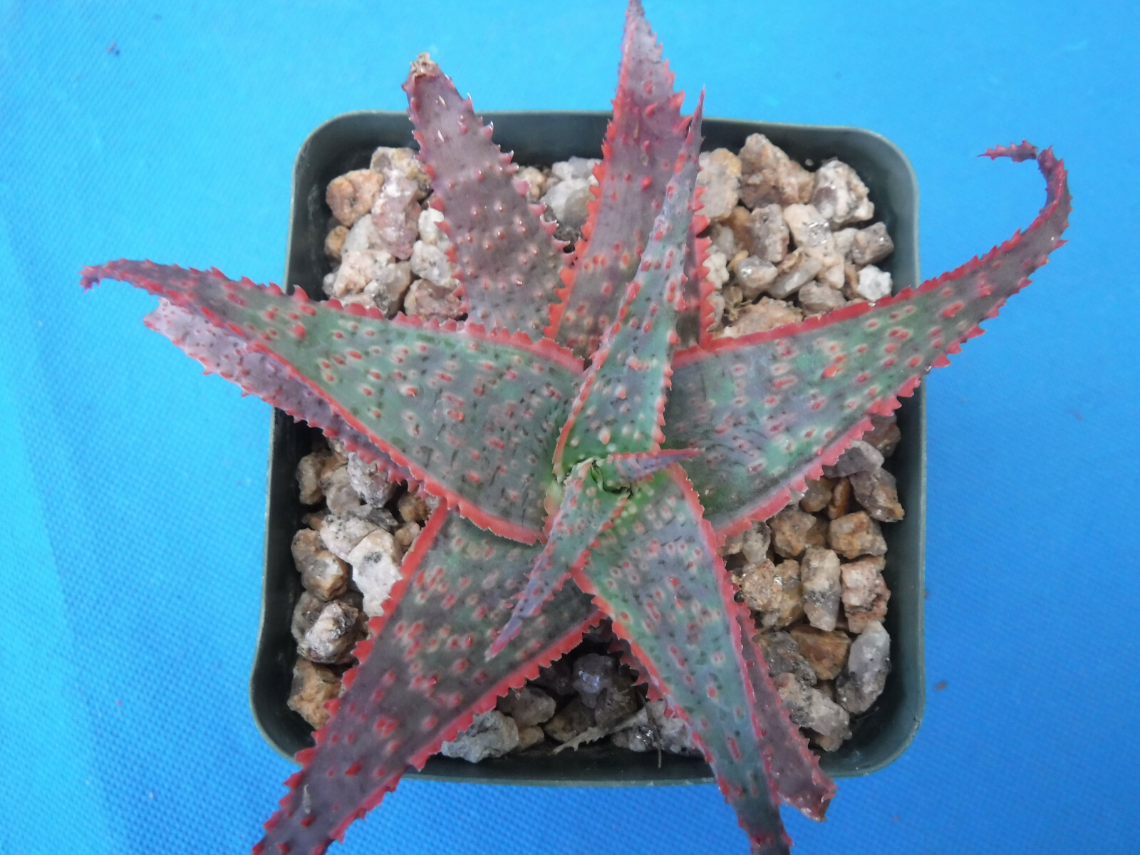 Aloe Trio (3) Three Nice Hybrids: Christmas Carol, Raspberry Ruffles, Pink Blush