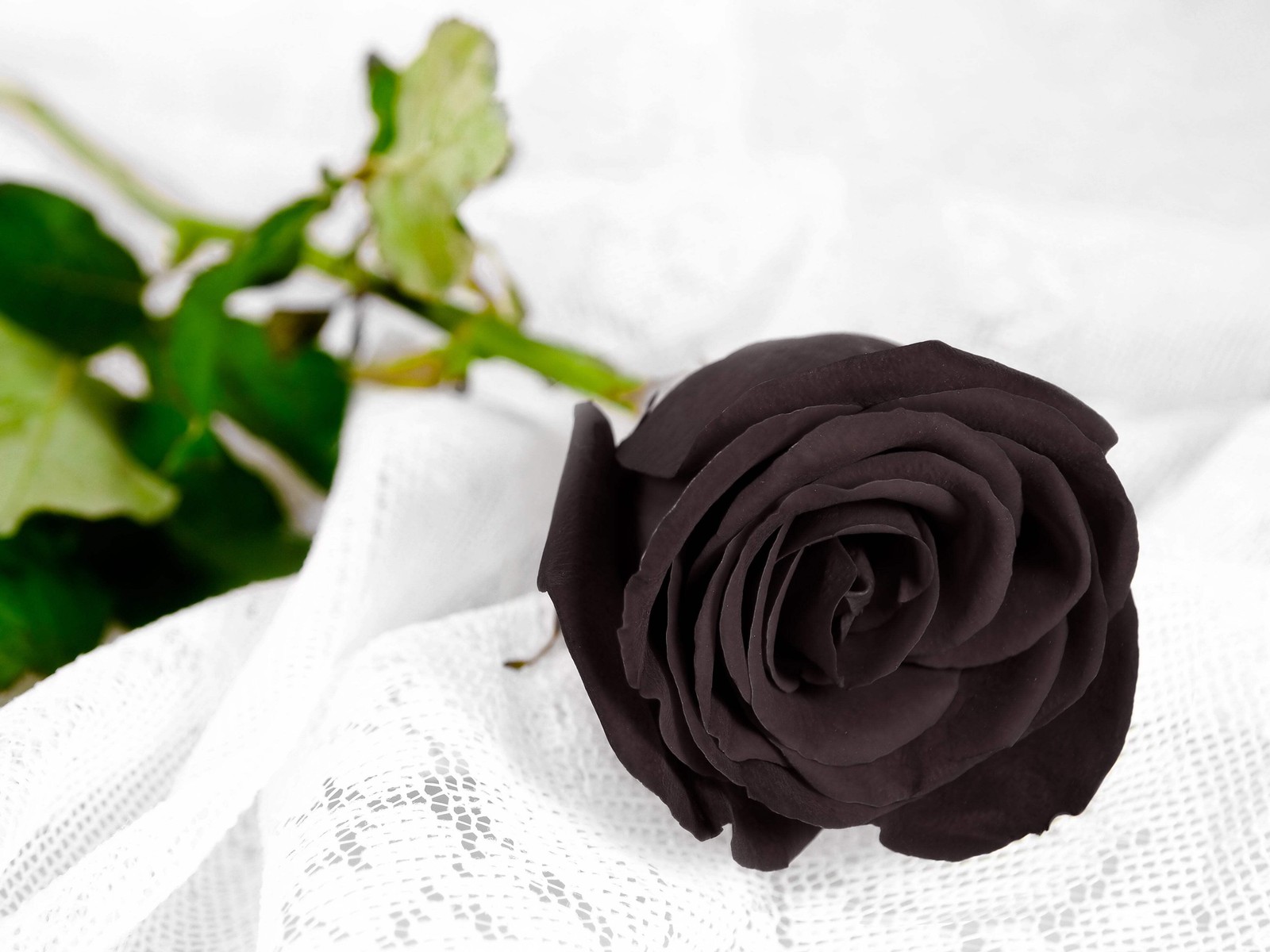 5 BLACK ROSE Rosa Bush Shrub Perennial Flower Seeds *Flat S/H