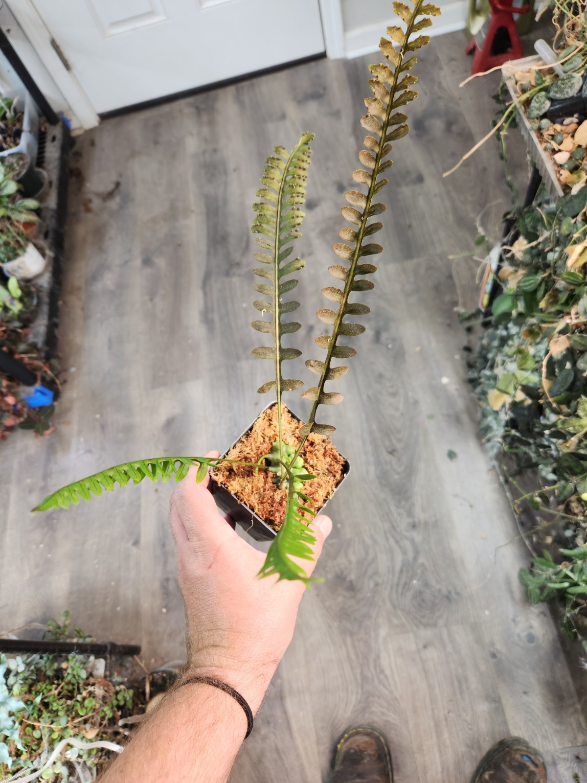 Lecanopteris Luzonensis Thin Leaves Lightly Rooted Division Fedex 2 Day Ship
