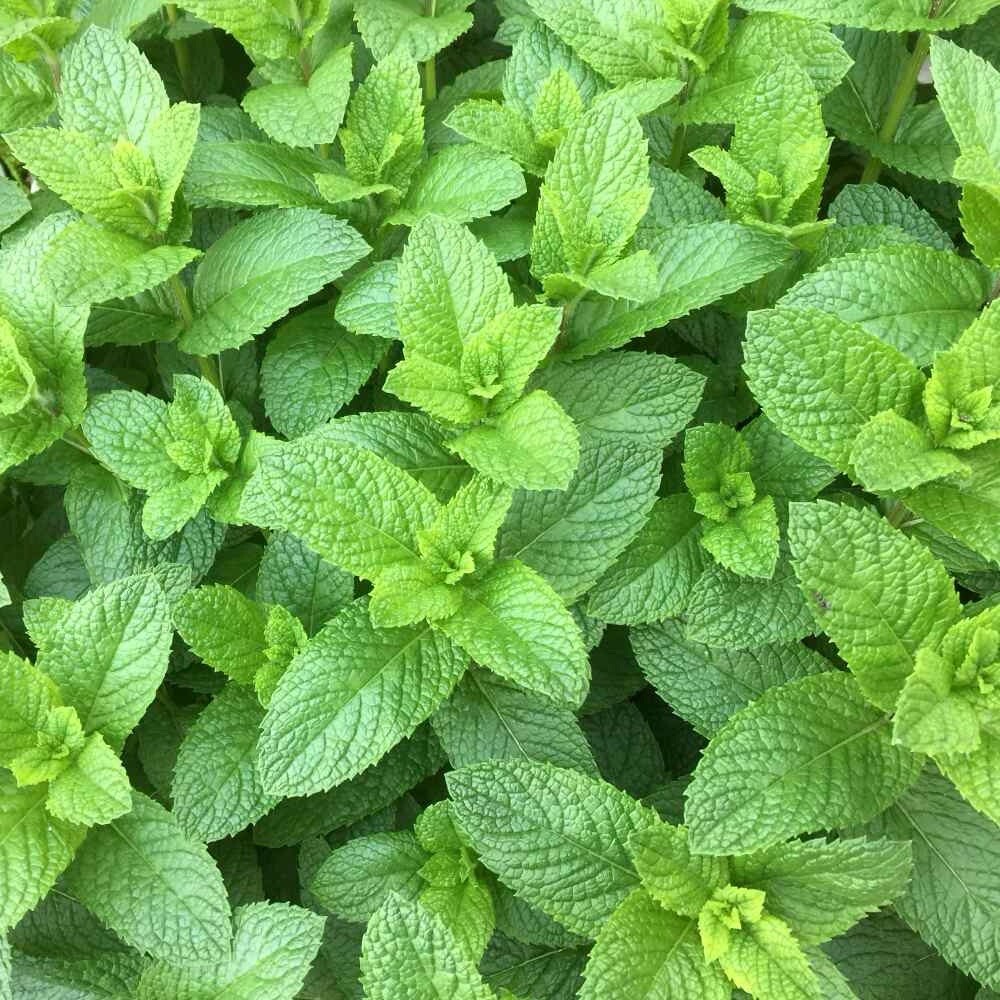 Mixed Mint Seeds 500++ Peppermint + spearmint herb NON-GMO Heirloom Vegetable !