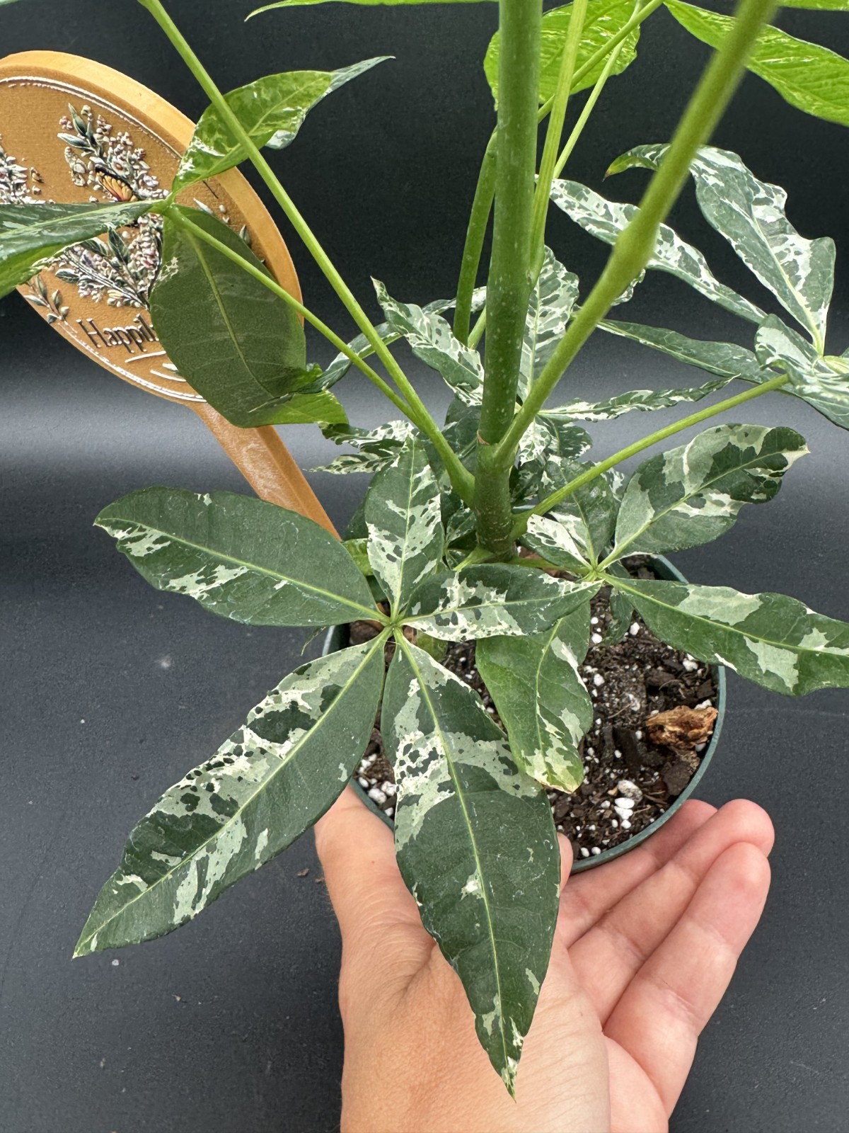 Variegated Money Tree – 4″ Pot – Exact Plant – 1 Available – Free Shipping