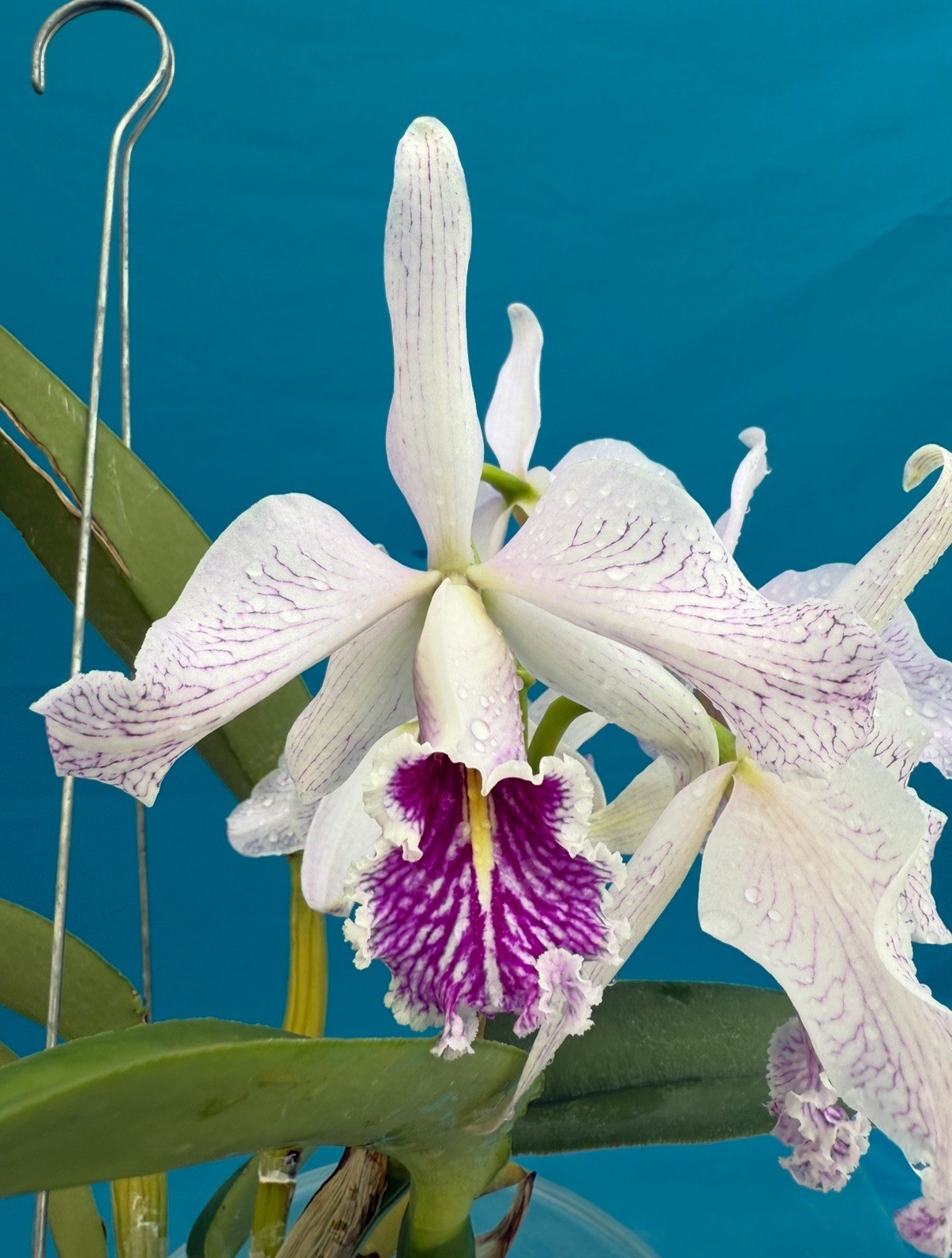 Lc Graf’s Margarita X Cattleya maxima Semi Alba ‘Orchid Eros’ NBS Plant 6” Pot