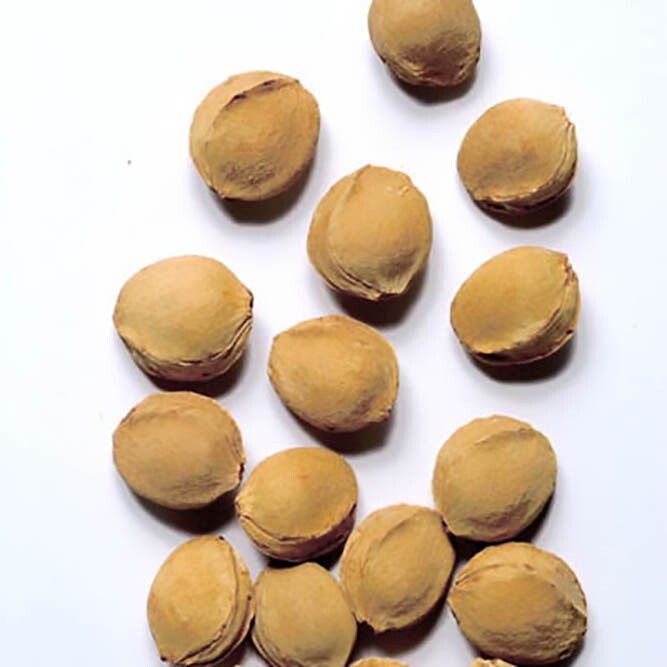 Mandchurian Apricot, Prunus armeniaca mandshurica, Tree Seeds (Hardy, Edible)