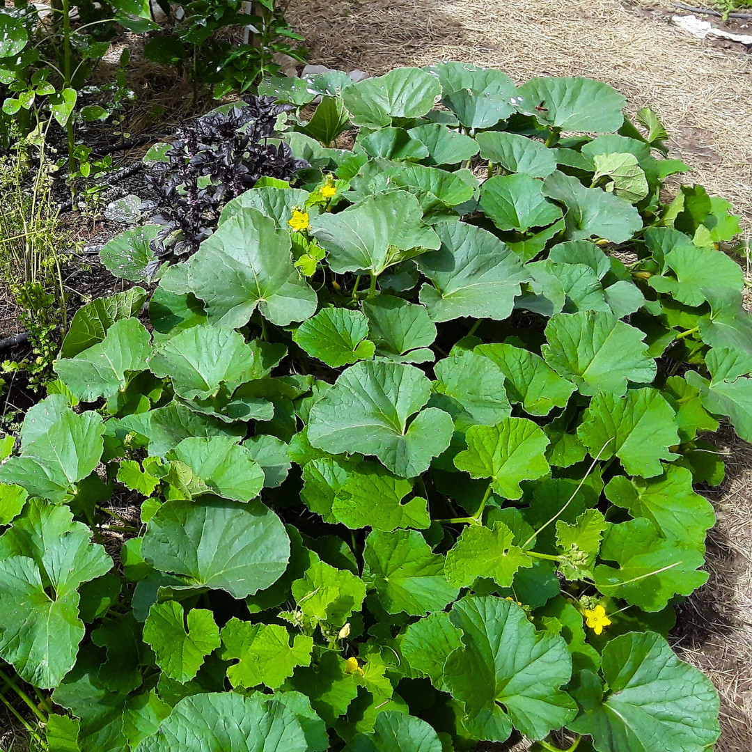Fresh Kajari Melon Seeds | Dheli Melon | Heirloom Non-GMO | Fresh Fruit Seeds