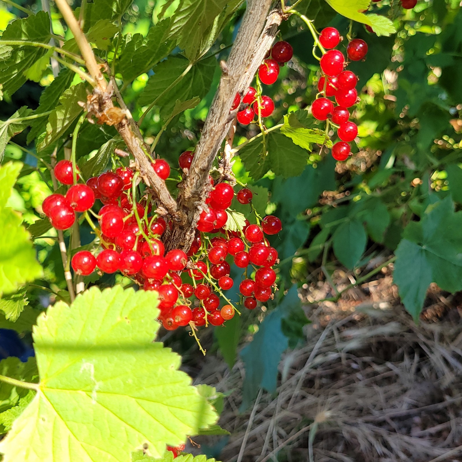 2 Pink 2 Black 2 Red Currant Fresh Cuttings Unrooted 6″-9″ Zones 3-8 Hardy