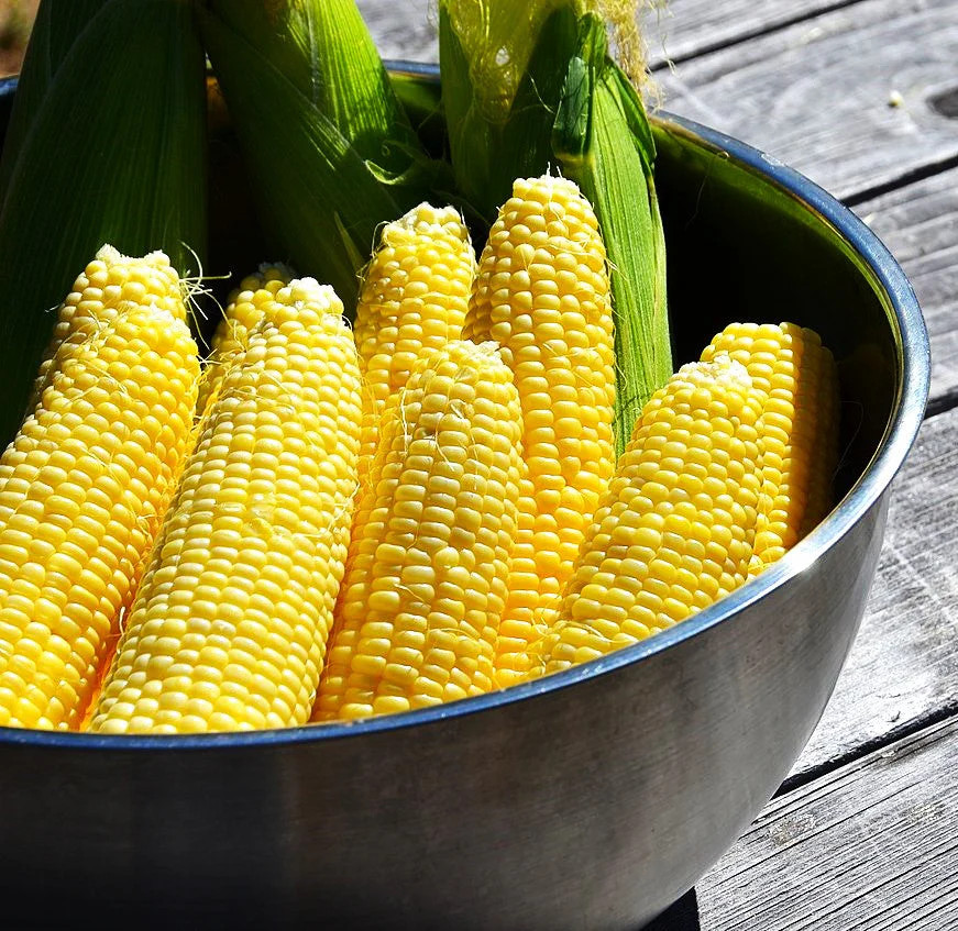 Honey Select Triple Sweet Corn Seeds | AAS Winner Untreated Yellow SY Seed 2024