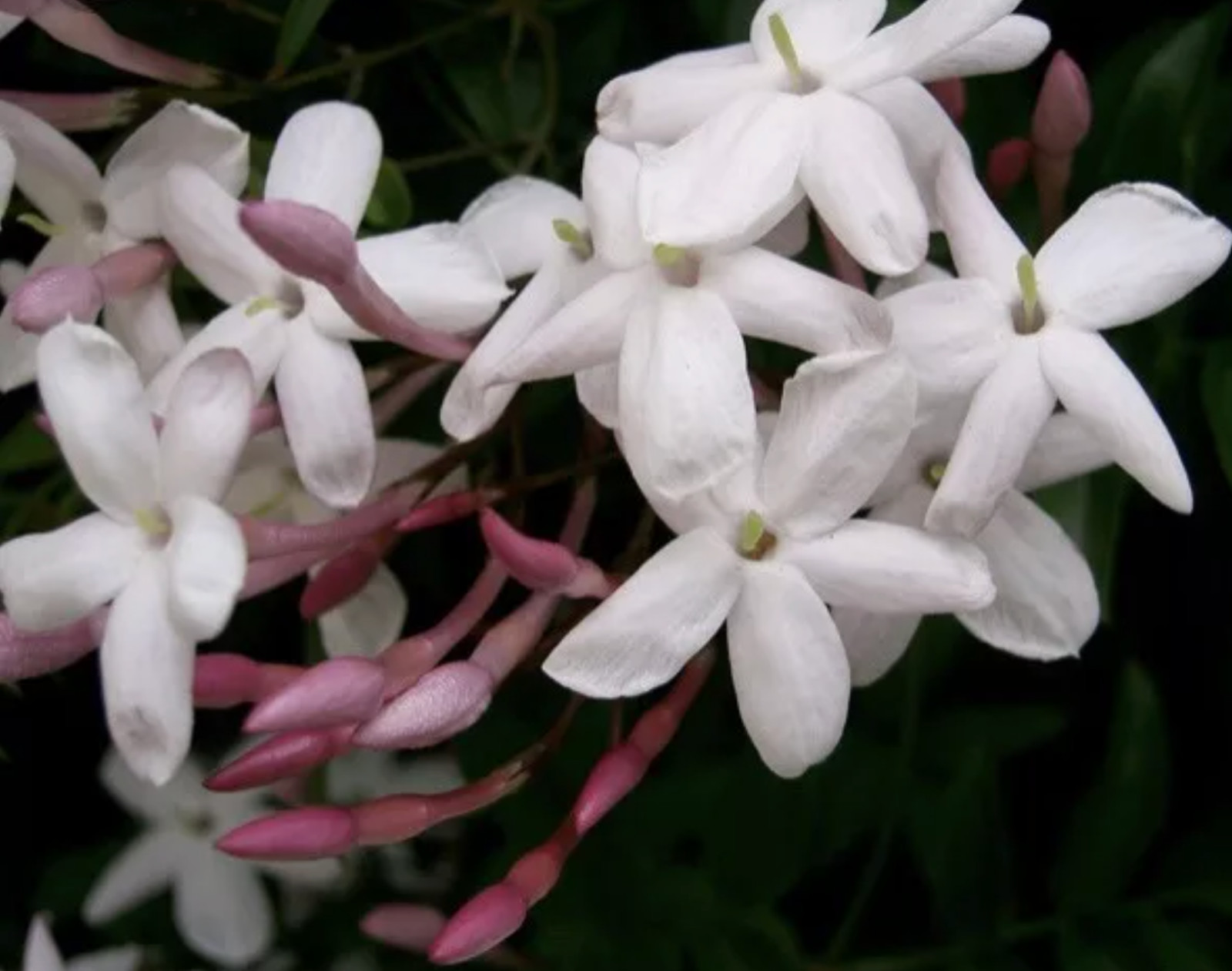 Organic Live Pink Jasmine Polyanthum Cuttings: Amazing Fragrance. Rapid Grower.