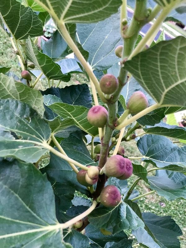 1 Violette de Bordeaux Fig Tree Ficus carica Starter Plug