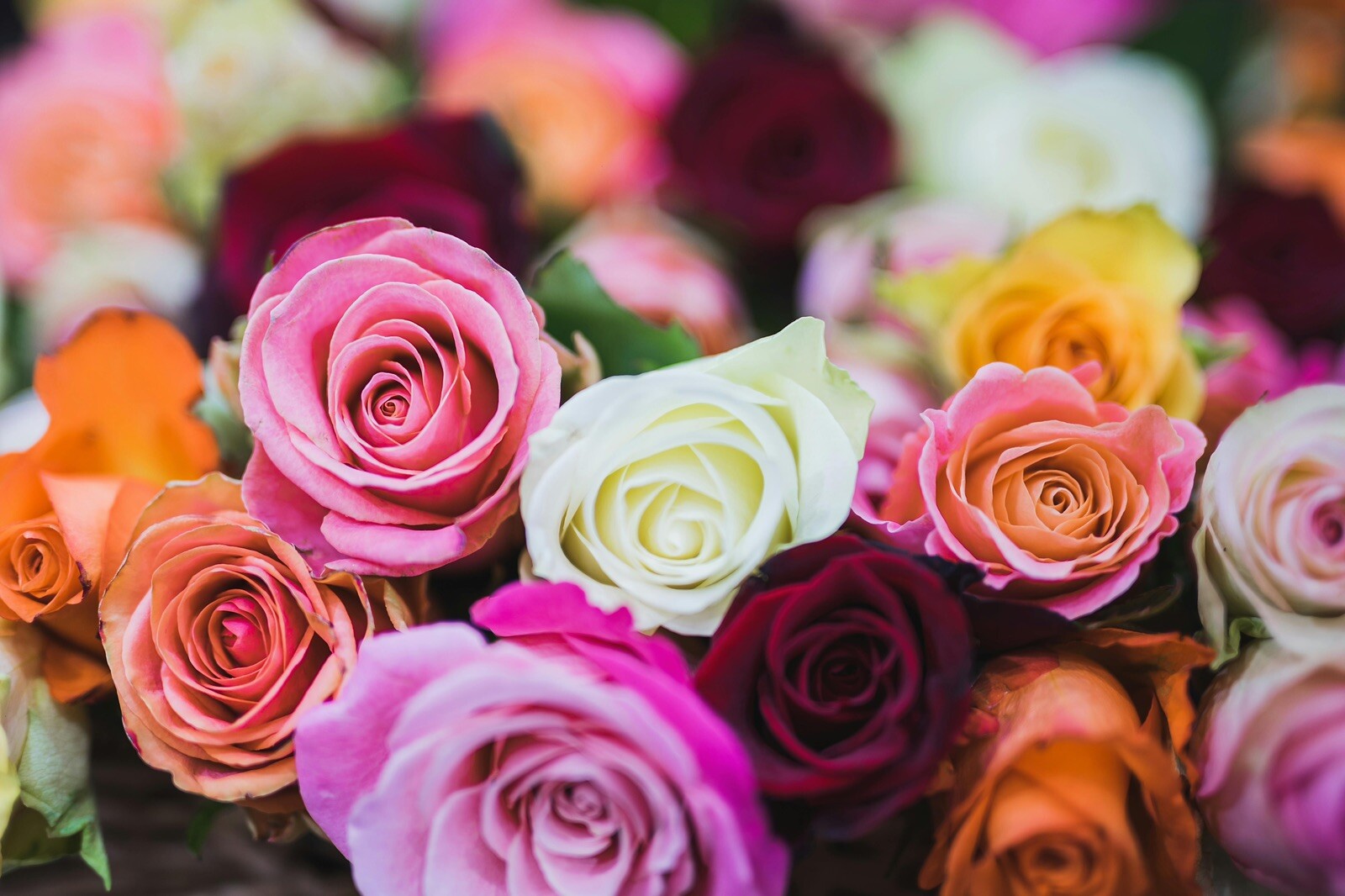 Mix Rose Seeds | Rosa , Perennial – 5 seeds, Rare – Free Shipping – USA Seller
