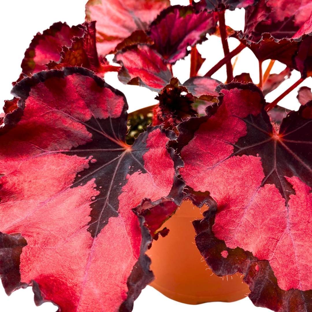 Harmony’s Red Robin Begonia Rex in a 6 inch Metallic Red Black Holographic