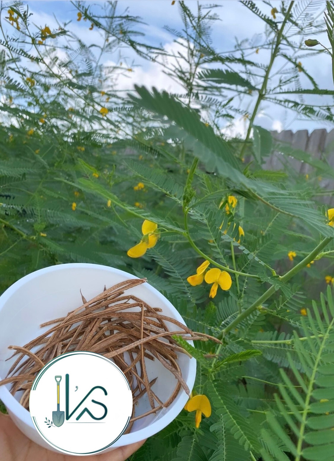 (30+ PCS) SESBANIA SESBAN SEEDS (YELLOW) , HẠT BÔNG ĐIÊN ĐIỂN