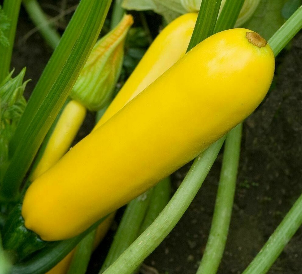 GOLDEN ZUCCHINI SEEDS 30+ summer SQUASH Vegetables GARDEN healthy FREE SHIPPING