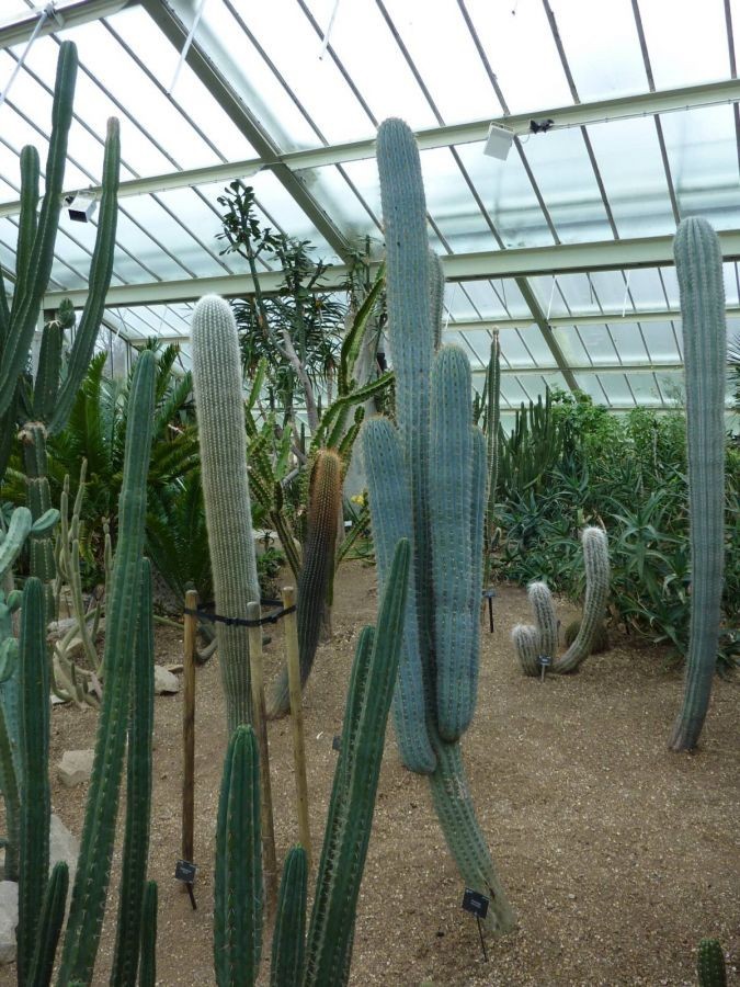 10 ‘BLUE CEREUS” CACTUS SEEDS (Browningia hertlingiana) RARE Tree Like Cacti
