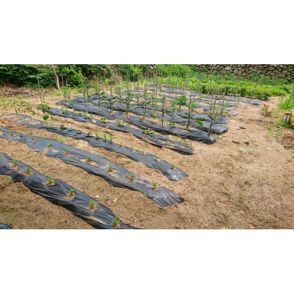 Farm Plastic Supply – Weed Control 6 Mil Black Plastic Sheeting