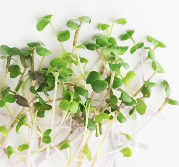ORGANIC ARUGULA SEEDS -Microgreens, NON-GMO- 1200 Seeds