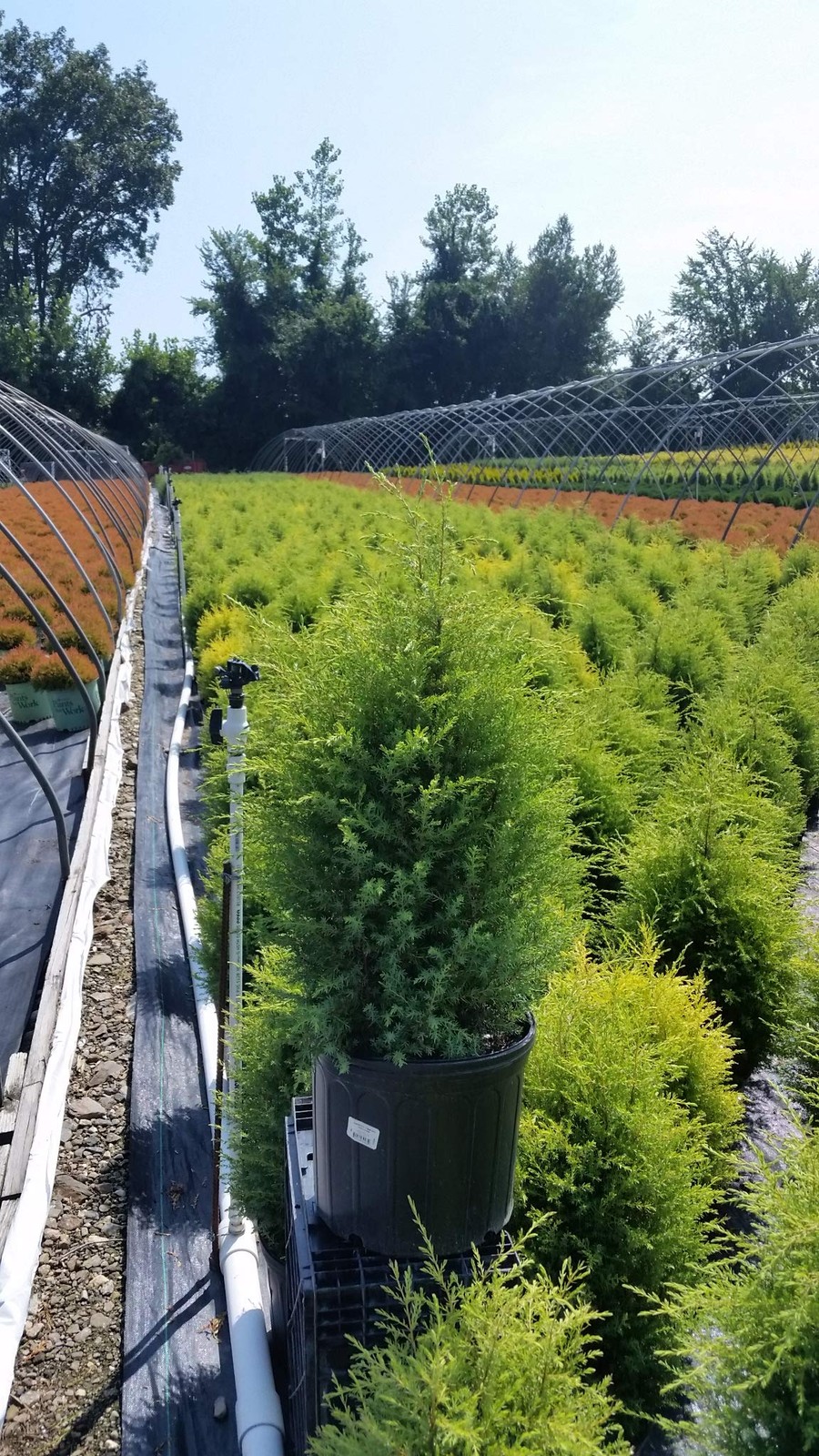 Green Promise Farms Juniperus Communis Gold Cone Upright Juniper Evergreen 3 –