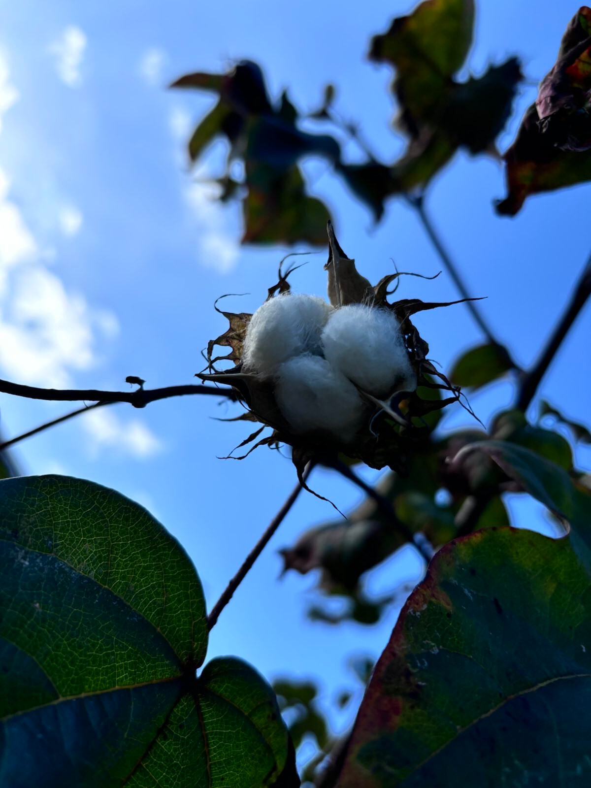 Puerto Rico Tree Cotton (Gossypium arboreum) Packs of 10 Seeds — Free Shipping