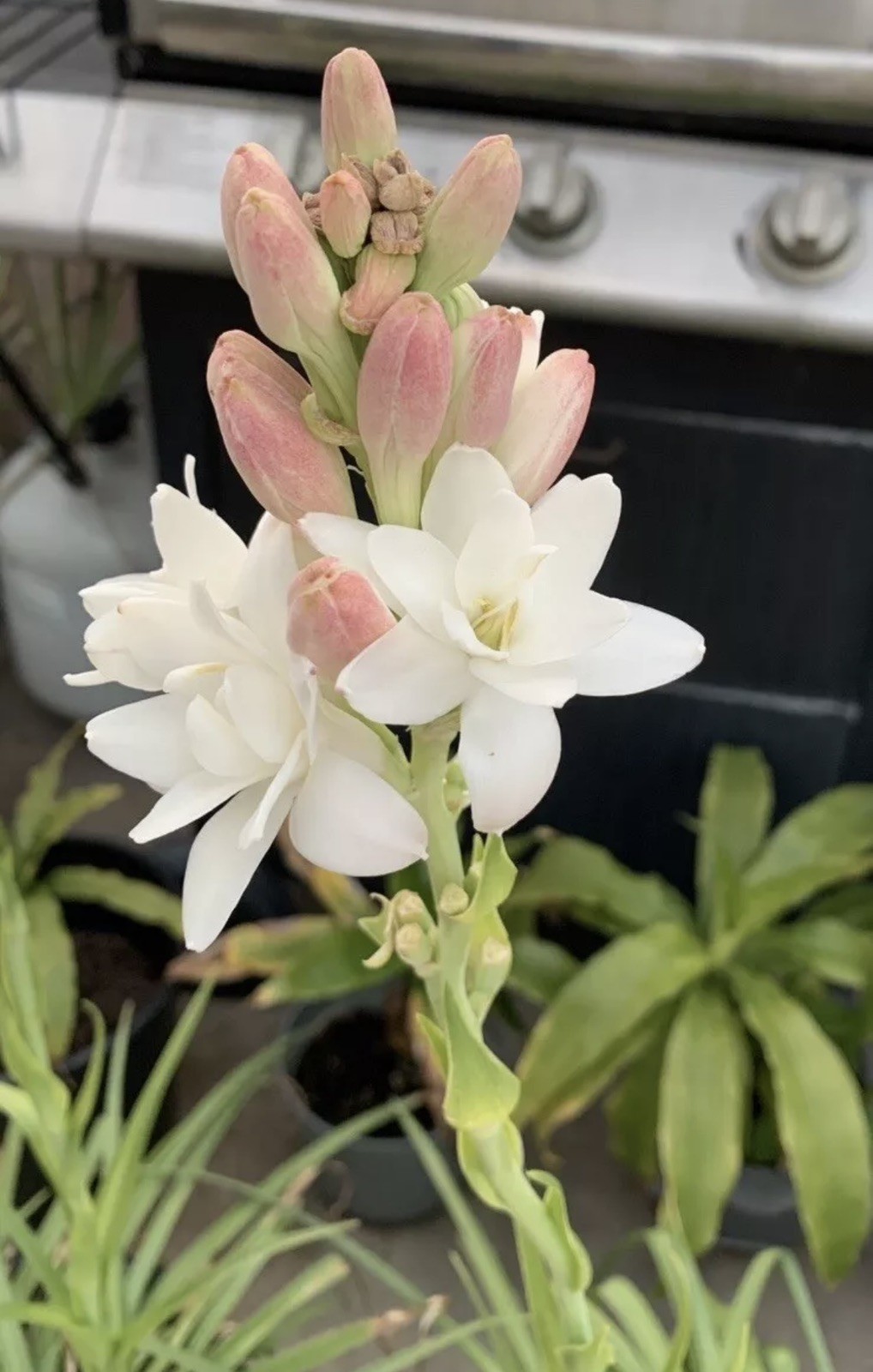 Tuberose Fragrance Double Pearl. 2 Clump, Bulbs 2+ Sz S / M / L Ready To Plant.