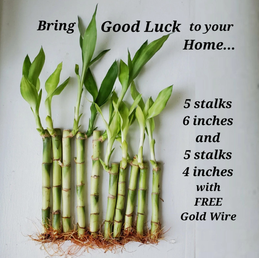 10 Lucky Bamboo Plants 4 inches & 6 inches with Gold Wire, Home Decor, Indoor