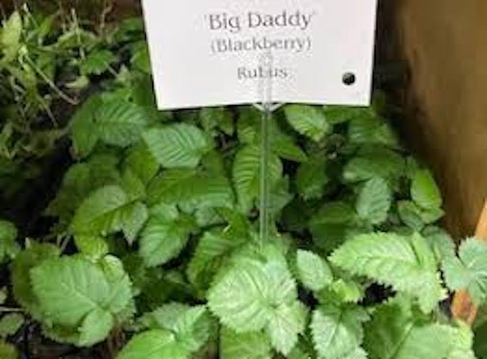 1 Big Daddy Thornless Blackberry Fruit Starter Plug
