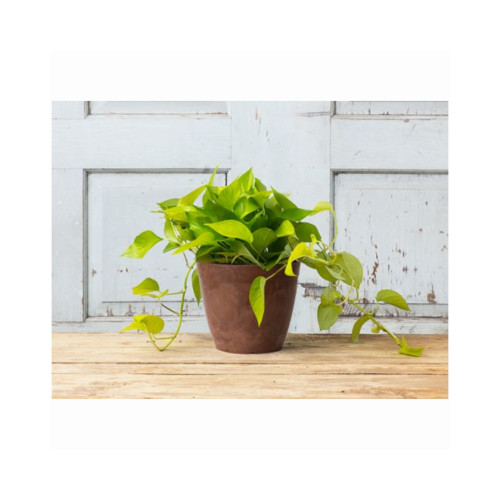 Novelty 03082 ArtStone Dolce Water-Minder Planter, Plastic, Rust, 8 In. Round –