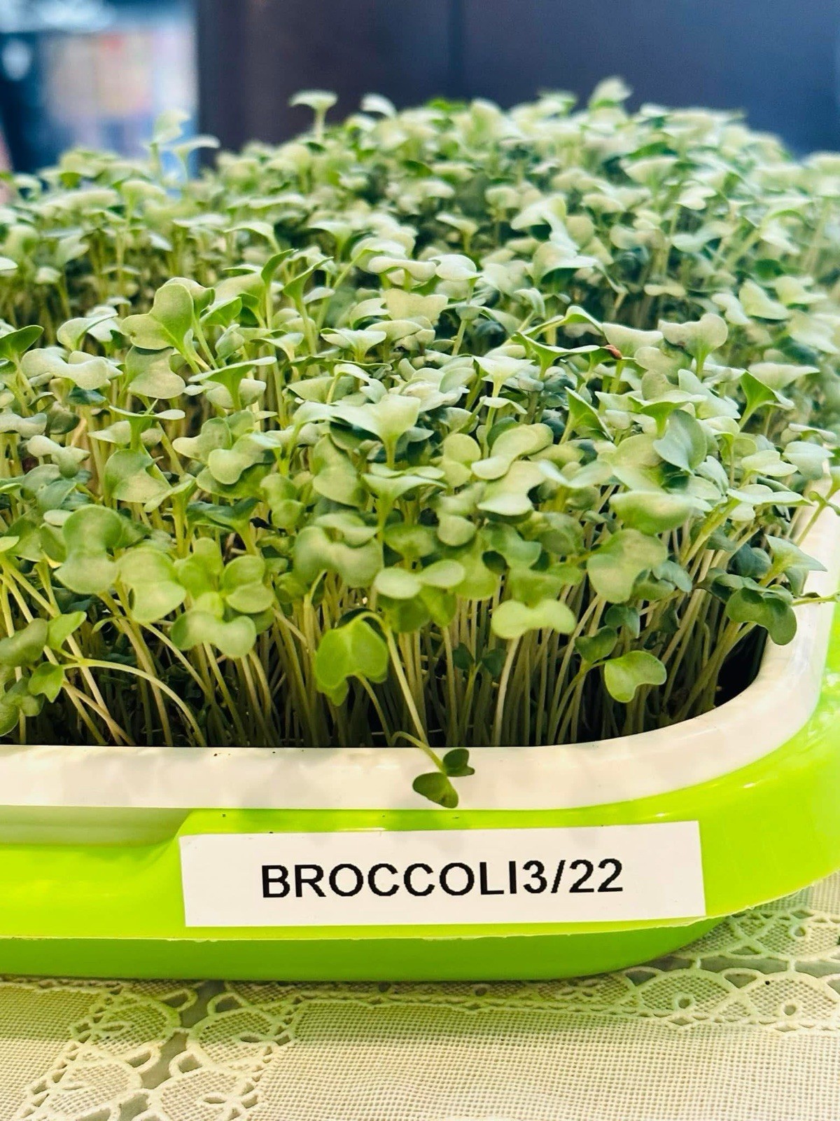 Organic non-GMO Waltham 29 Broccoli Seeds Sprouting Sprouts Microgreens 1 pound