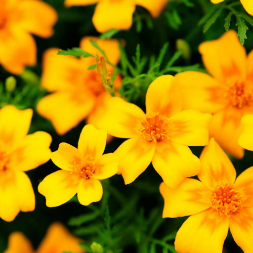 Signet Golden Gem Marigold: 100 Seeds