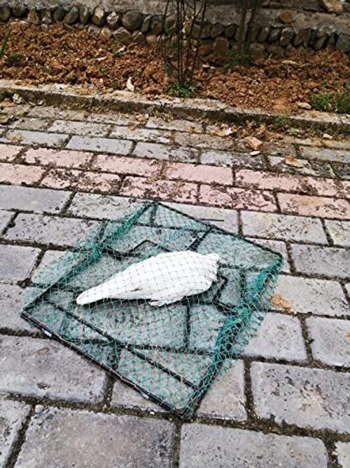 Pigeon Bird Trap Quail Sparrow Spring Starling 19.5″*15.5″*0.35″ 500.0 Grams